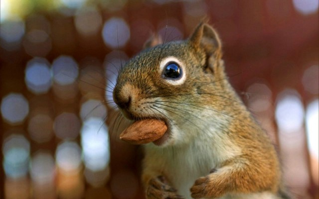 animal_chipmunks_wallpapers_44479_m-640x400