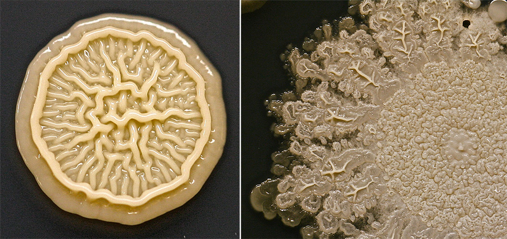 germs-gross-2