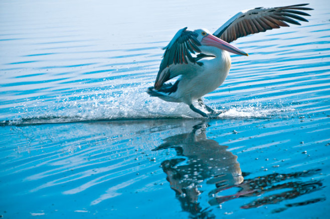 189-Pelican-The-Entrance-Central-Coast-NSW-Australia