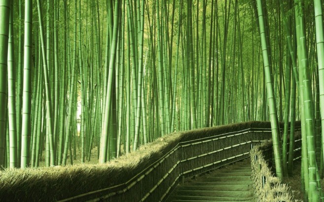 Bamboo-Forest-Background-1800x2880-1024x640