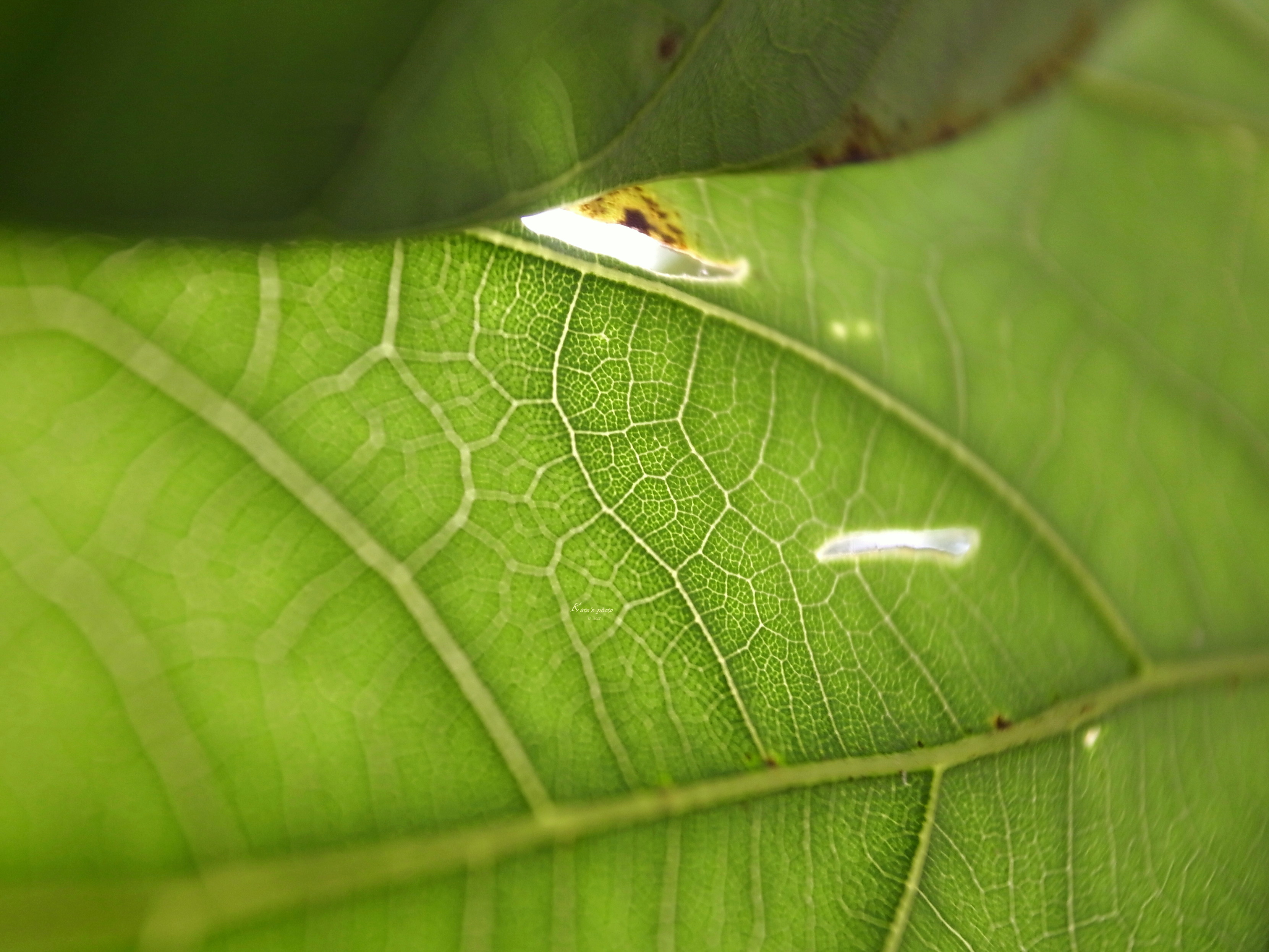R0010953gdw