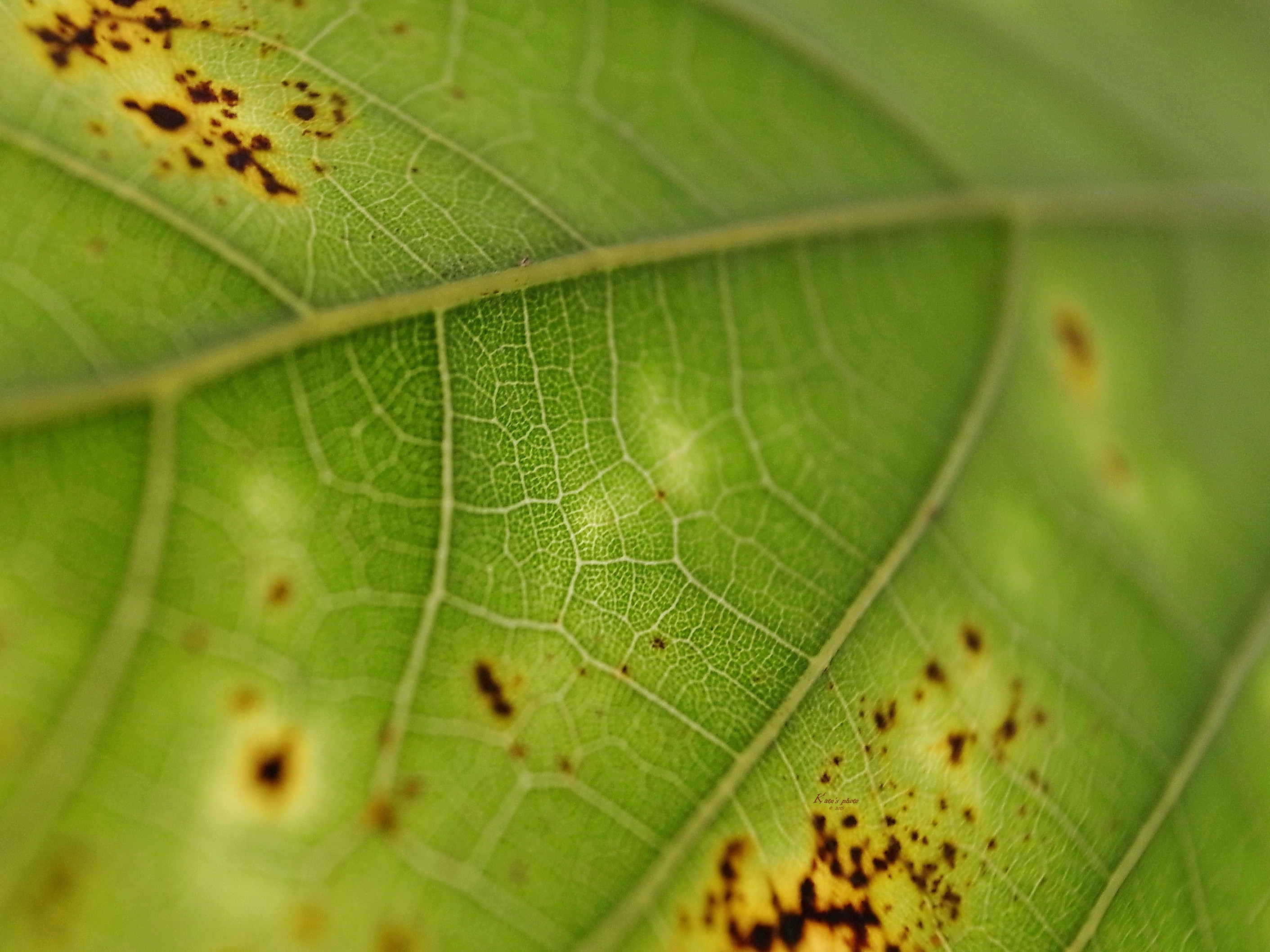 R001095801gdw