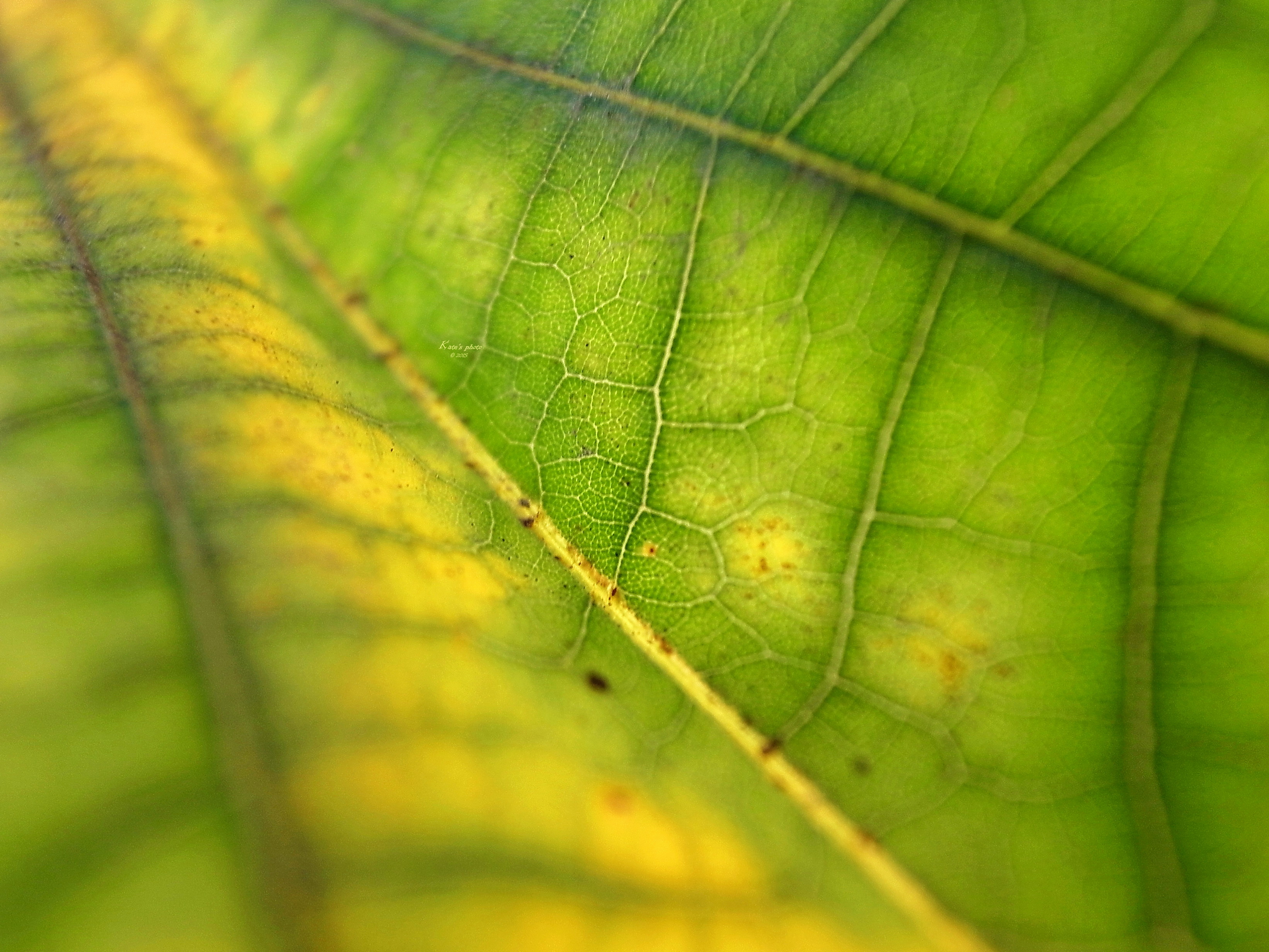 R001096701gdw