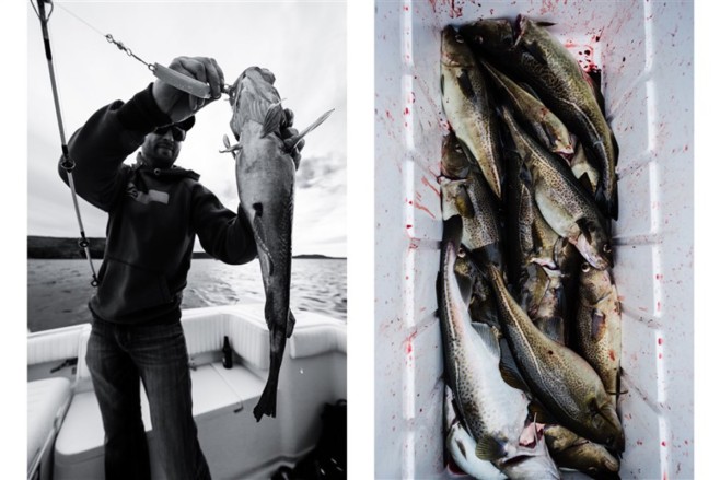 catch-of-the-day-on-a-cod-fishing-boat-in-st-john-s-newfoundland
