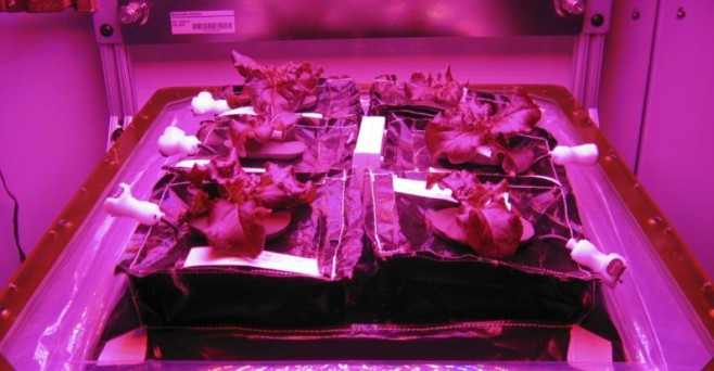veg1-795x413