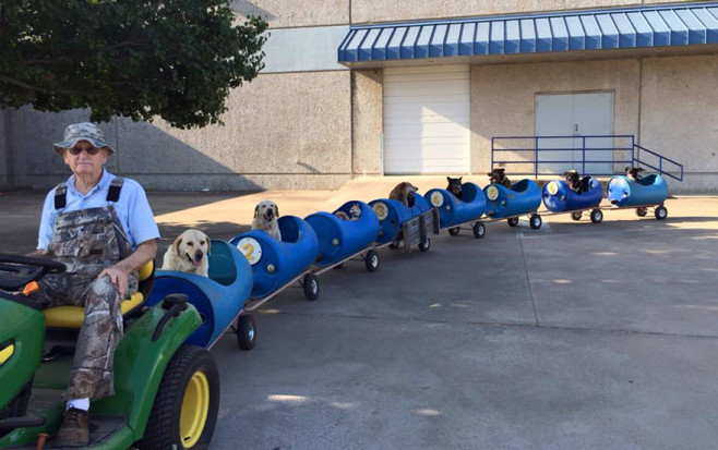rescued-dog-train-tractor-stray-eugene-bostick-1