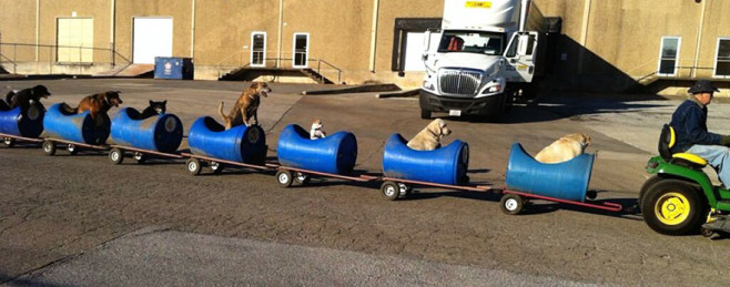 rescued-dog-train-tractor-stray-eugene-bostick-2