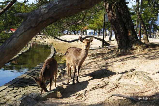 6a79229dzx6GLpvgZw6ca&690
