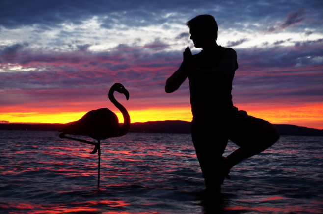 Flamingo__880