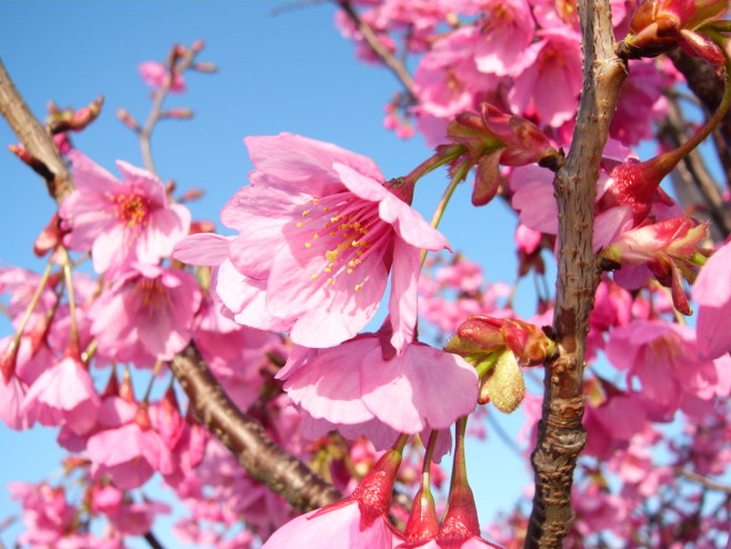 Yokohamahizakura