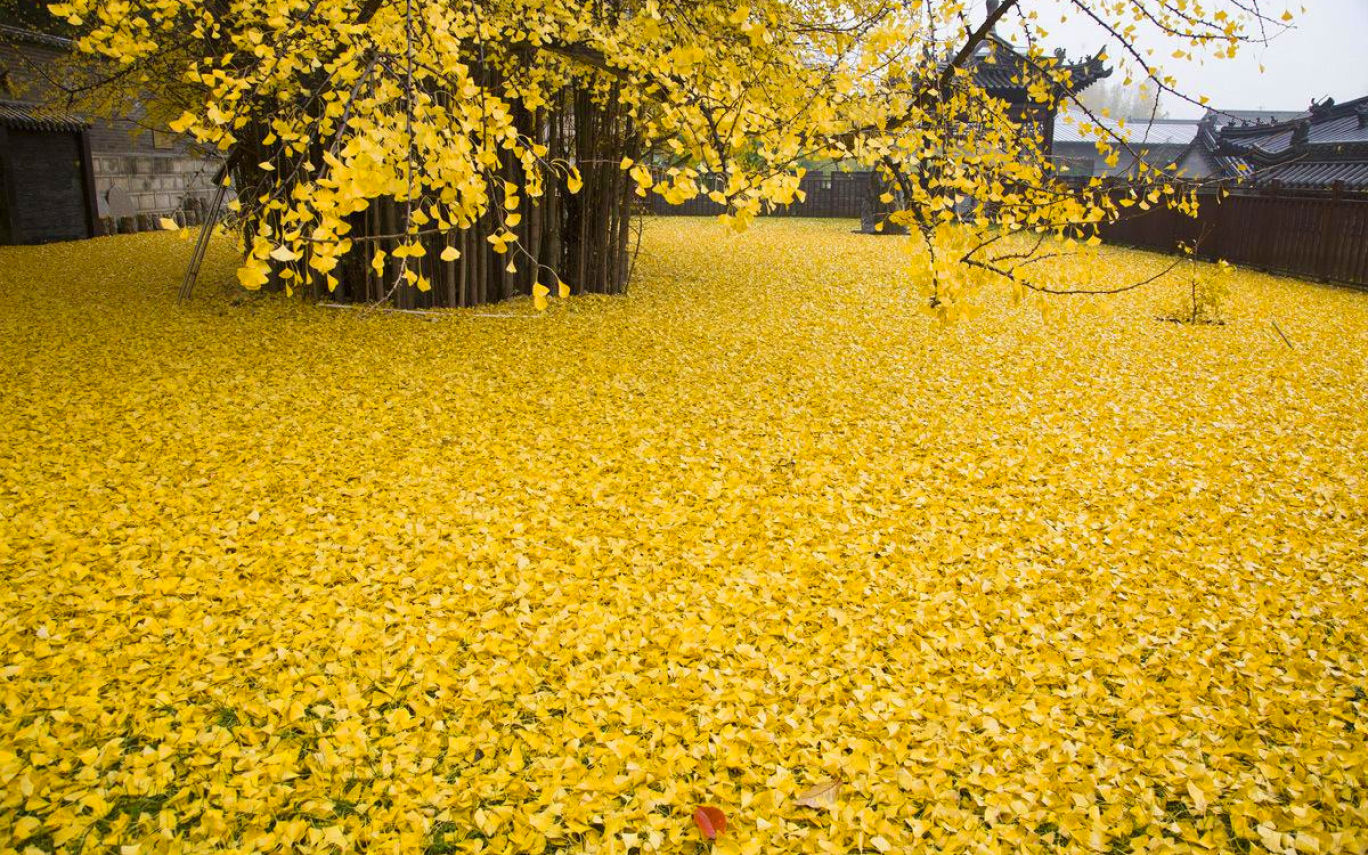 a-1400-year-old-ginkgo-tree-shedding-its-leaves-album-on-imgur