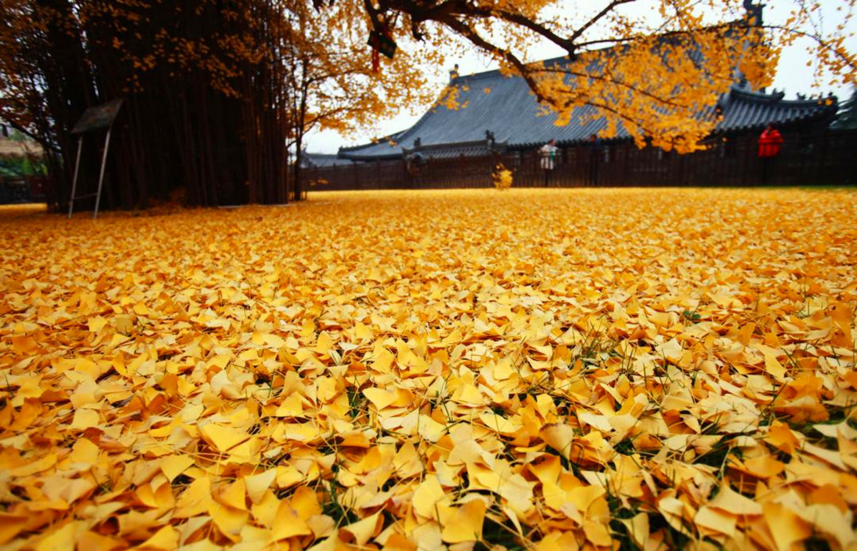 ginkgo-tree-4jpg