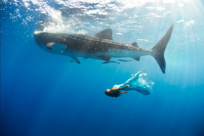 4maca_whalesharks_188web