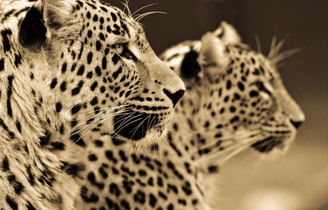 big-cats-ive-spent-10-years-photographing-these-wild-and-loving-creatures-11__880