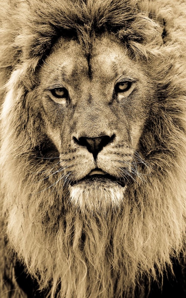 big-cats-ive-spent-10-years-photographing-these-wild-and-loving-creatures-4__880