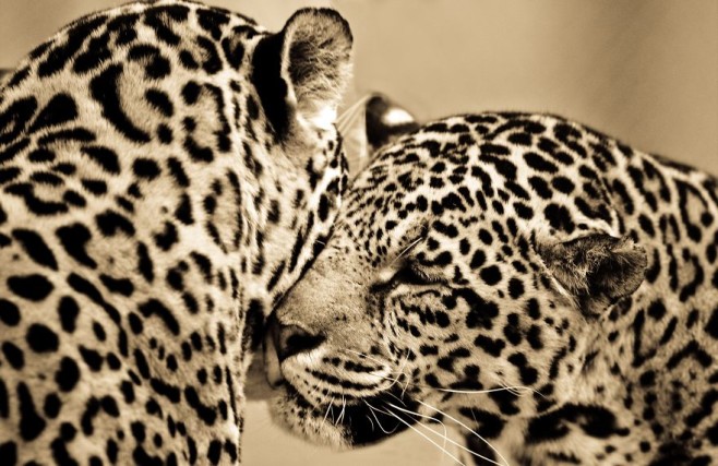 big-cats-ive-spent-10-years-photographing-these-wild-and-loving-creatures-7__880