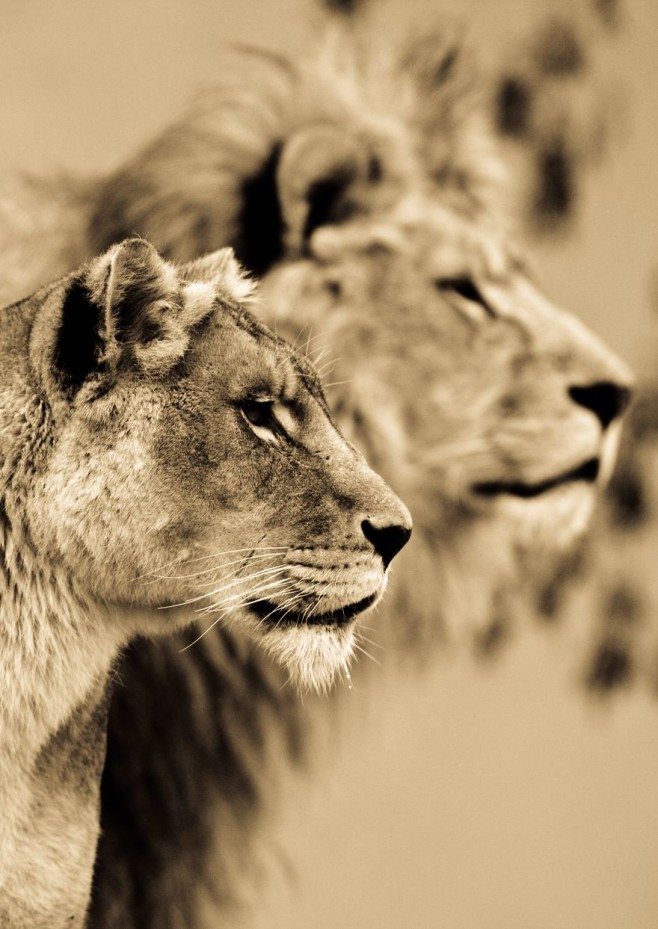big-cats-ive-spent-10-years-photographing-these-wild-and-loving-creatures-8__880
