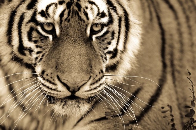big-cats-ive-spent-10-years-photographing-these-wild-and-loving-creatures-9__880