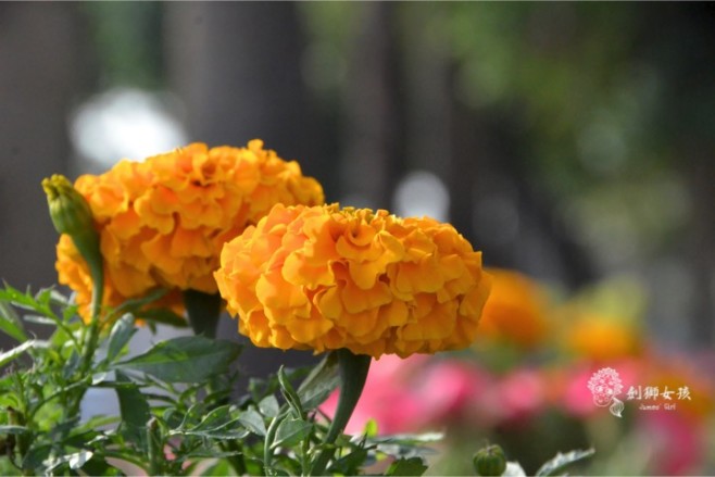 2016台南百花祭28