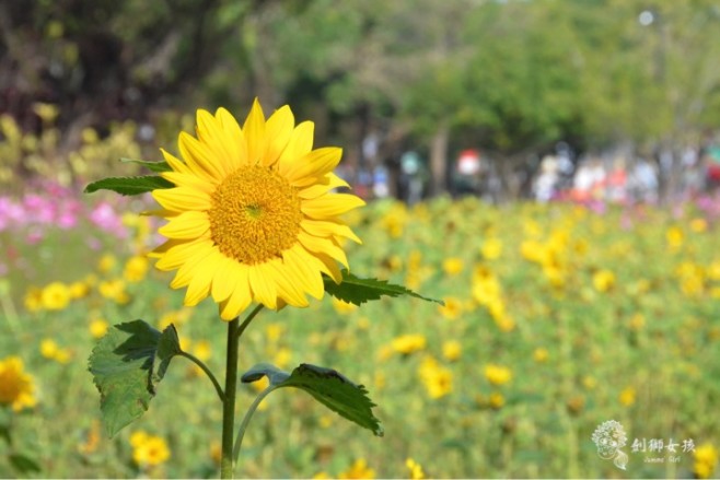 2016台南百花祭46