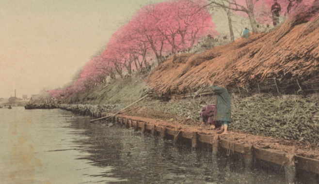 postcard_Cherry_blossom_at_Mukojima_Tokyo