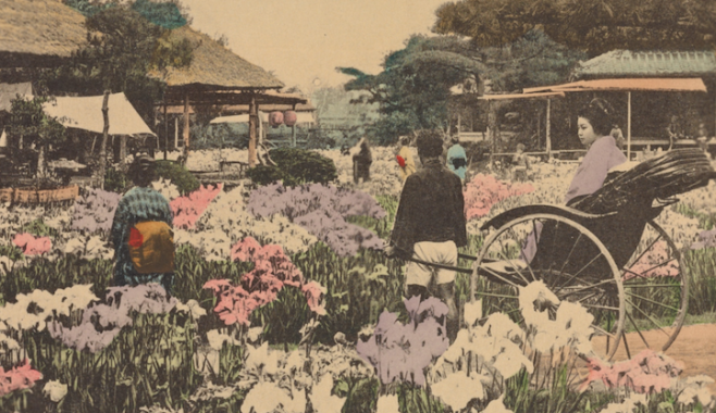postcard_Iris_garden_at_Horikiri_Tokyo
