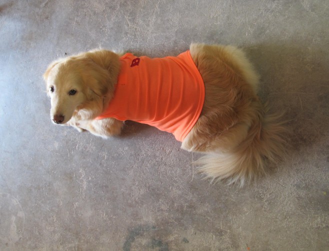 愛犬阿肥小姐