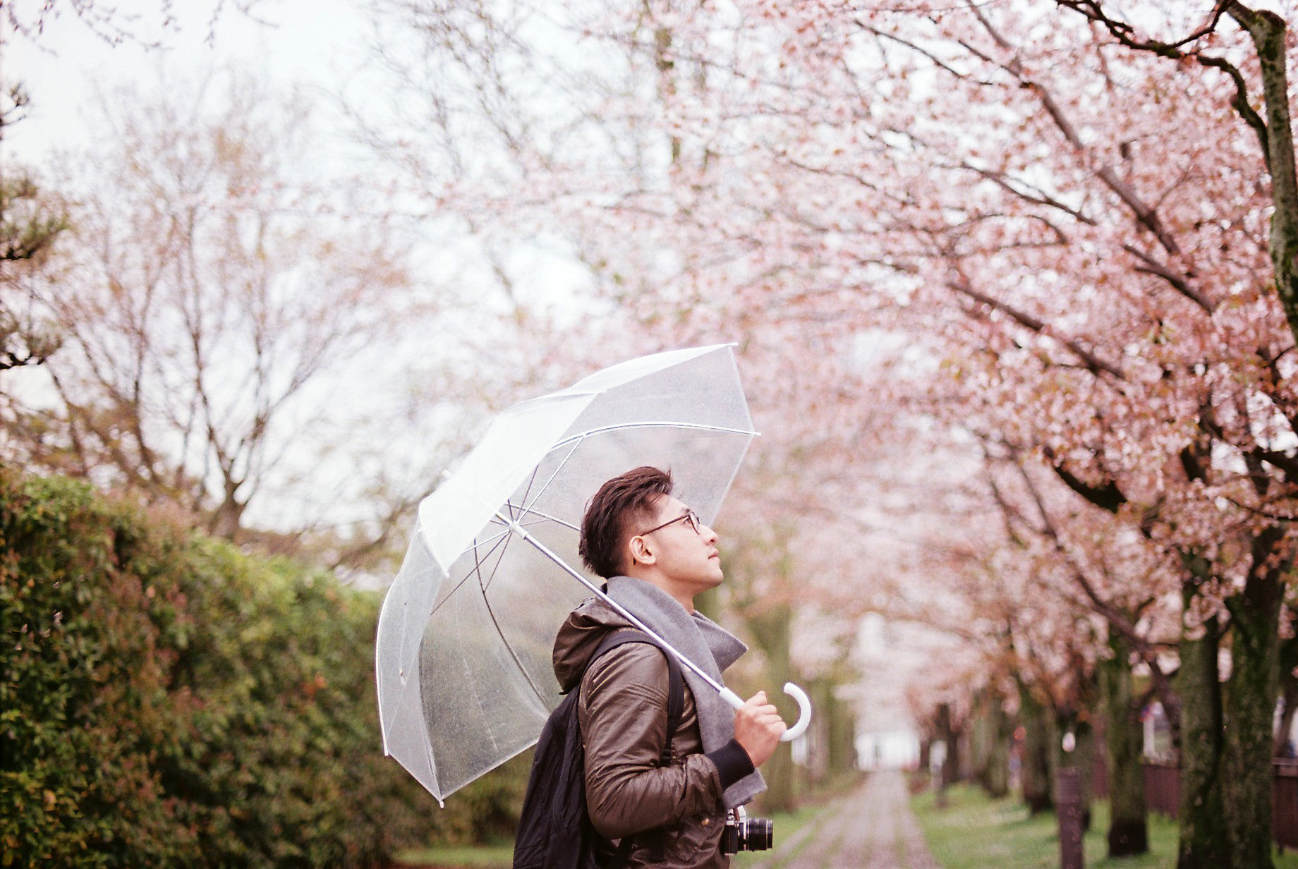 細雨櫻途