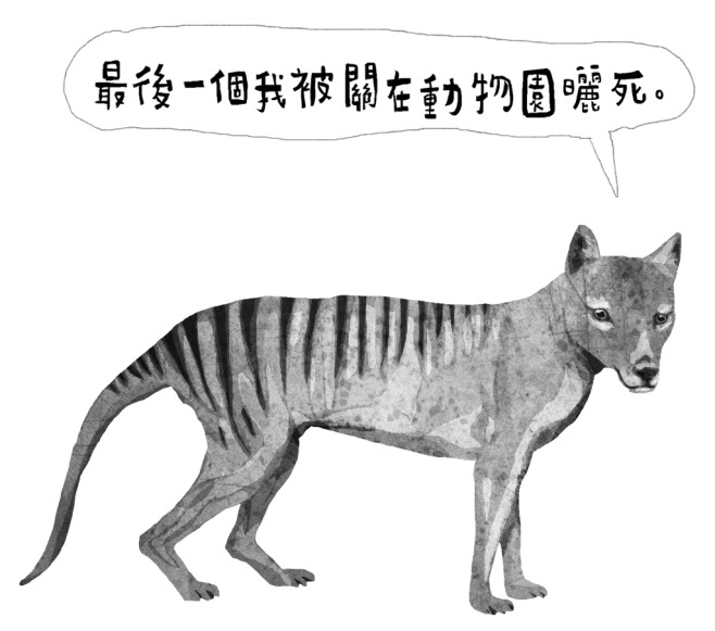 澳洲曾有一種體型像狗、斑紋獨特的袋狼(Tasmania Tiger),最後一隻袋狼於1936年死於動物園,死因是疏忽照顧因劇烈溫差至死