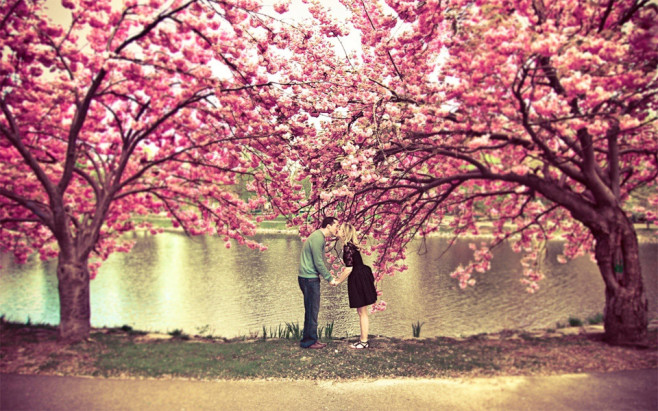 trees-kiss-under-a-cherry-blossom-tree