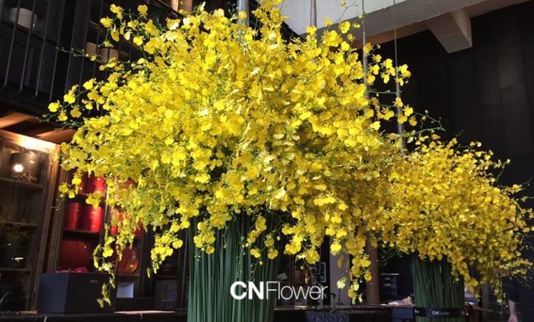 Oncidium