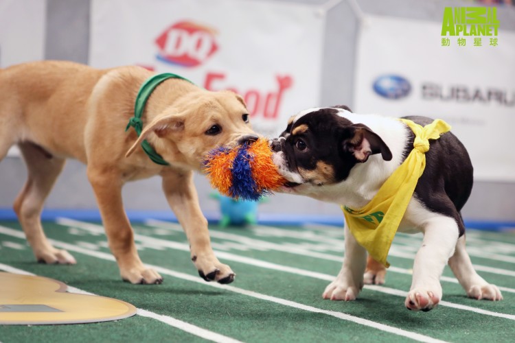 Puppy Bowl XII various production photos from the taping of the event.