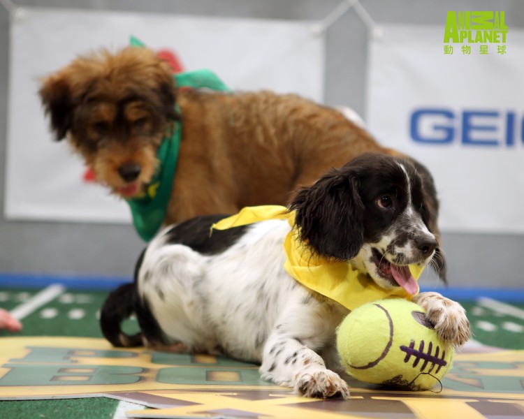 Puppy Bowl XII various production photos from the taping of the event.