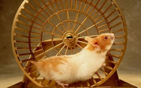 hamster-running-on-the-wheel