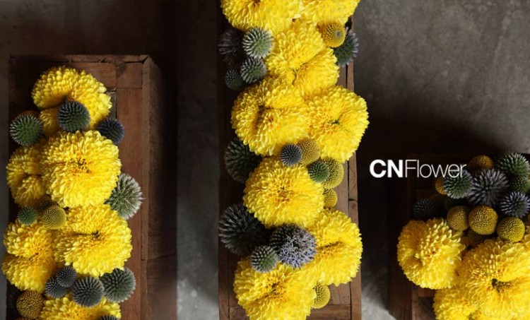 yellow Pot Mum