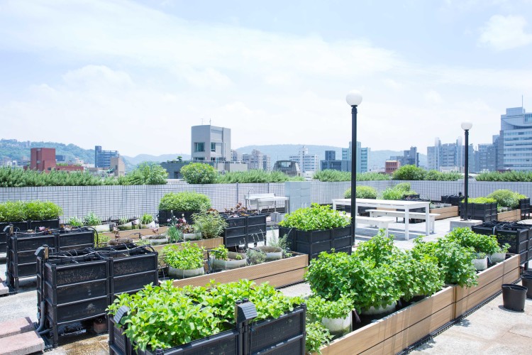 第四屆【肖年頭家夢想市集】發跡的「小草作」屋頂農場圓夢