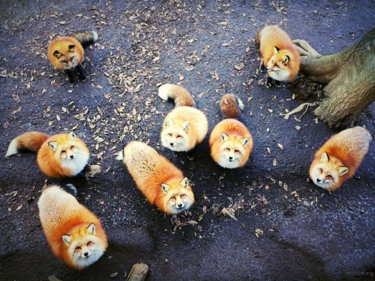 011-EricaWu-Animals-1st-950x712-1