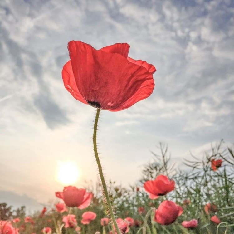 017-Lone-Bjorn-Flowers-1st-950x950-1