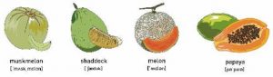 Papaya-640x181-300x85