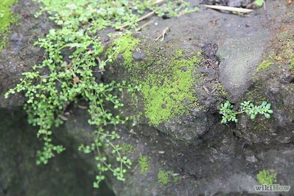 moss_graffiti-2