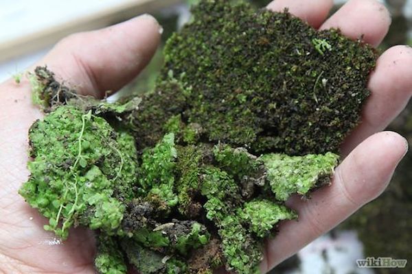 moss_graffiti-3