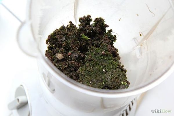 moss_graffiti-4
