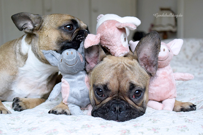 Photo via Genkibulldog.de