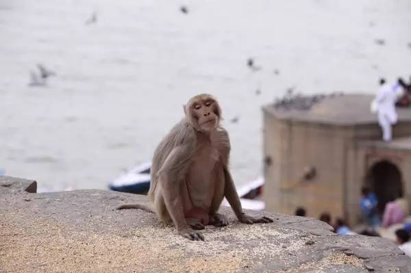 瓦 拉 納 西 隨 處 可 見 動 物， 在 這 裡 特 別 能 感 受 到 人 與 動 物 的 和 諧 相 處 。