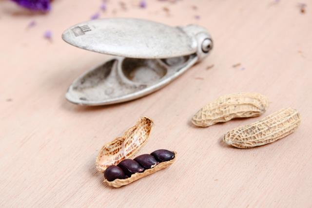 artista-visitatore-srl-insect-shell