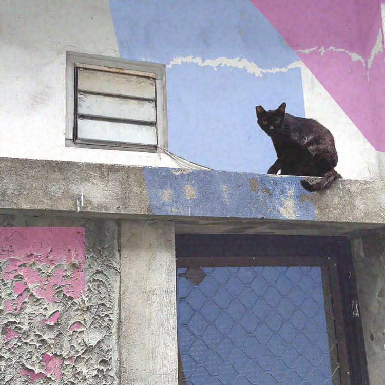 cat