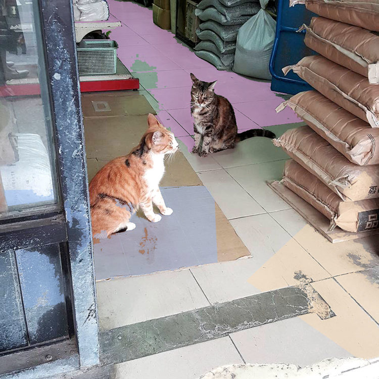 catt
