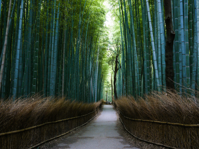 嵯 峨 野 竹 林 Photo by Ludovic Lubeigt CC by 2.0。 