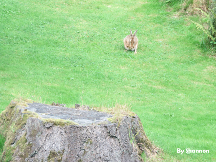 aberfeldy-rabbit