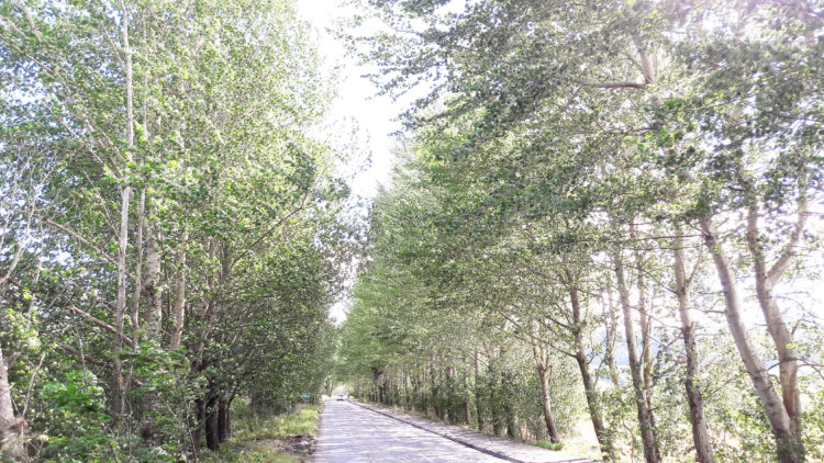 aberfeldy-tree